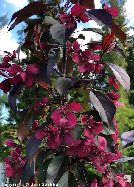 Malus Purpurea-Ryhmä 'Royalty', purppuraomenapuu